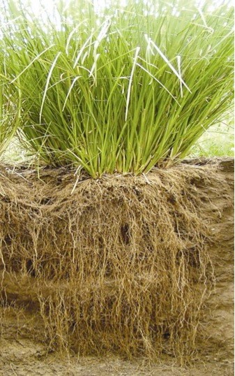 Vetiver Grass System